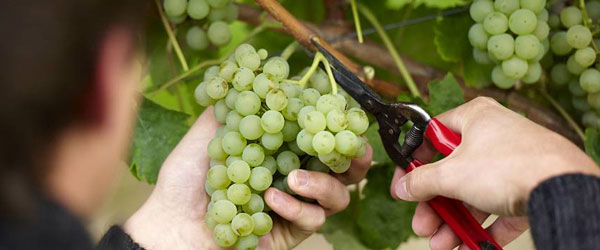 header_600_250_winzerportrait